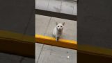Een kat wacht buiten een winkel behandelt