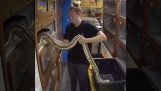 Když máte zkušenosti s hady
