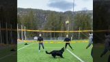 כלבים שהשתתפו משחק כדורעף