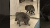 Nepriateľská mačka v zrkadle
