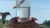 Mantisa chytí kolibříka