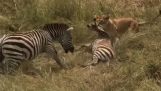 Zebra megmenti kicsijét az oroszlánroham ellen