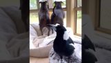 The crow that barks
