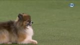 Beeindruckende Geschwindigkeit in einem Hunde-Agility-Wettbewerb