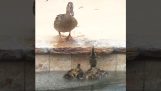 En and prøver å trekke andunger fra en pool