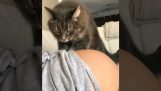 Katten kunde inte vänta på att få träffa bebisen
