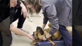 Aiuta un cane che ha ingoiato un giocattolo