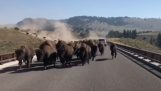 Um rebanho de bisonte na estrada