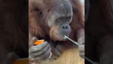 Орангутан отваря сок