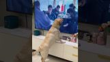Hond staat verward voor de tv