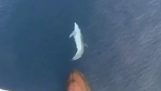 Delfín surfuje na příďové vlně
