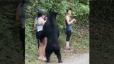 Wanderer treffen einen Bären