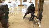 De grap van de jonge gorilla