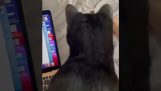 Тако да вас мачка не узнемирава док радите на лаптопу