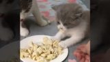 Ein hungriges Kätzchen