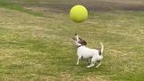 कुत्ता अपने सिर पर गेंद को संतुलित करता हुआ