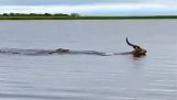 Crocodilo perseguindo um antílope em um rio