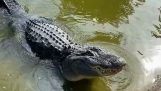 Ein Krokodil übernimmt nicht die Führung