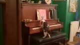 钢琴天赋