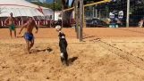 Собака играет в пляжный волейбол