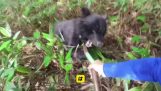 Cueillette de champignons interrompue par un ours