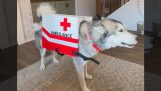 The ambulance dog