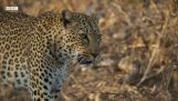 Леопард рискува живота си за храна