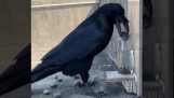 Un corvo intelligente vuole bere acqua