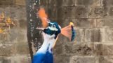 Un pavo real escupe fuego