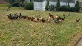 Alarm für Hühner