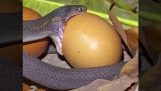 Käärme syö munaa