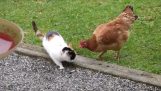 Kočka vs kuře