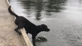 Dog dive fail