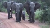 فيل وأمه مهاجمة حافلة رحلات السفاري