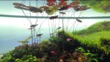 Дивовижний акваріум Амано в Лісабоні