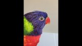 Un pappagallo tira fuori la lingua
