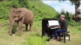 Spielen Bach auf dem Klavier für einen blinden Elefanten