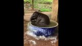 bebê elefante tomando banho
