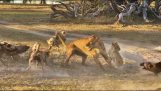 Una leonessa è circondato da cani selvatici