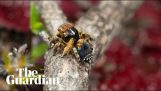 Novo objavený druh skákanie pavúk z Austrálie
