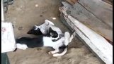 Кошка выполняет минет собаке