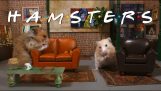 ‘Friends’ hamster ile tekrar tekrar düzenlendi