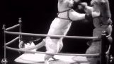 Gato boxeo 1937