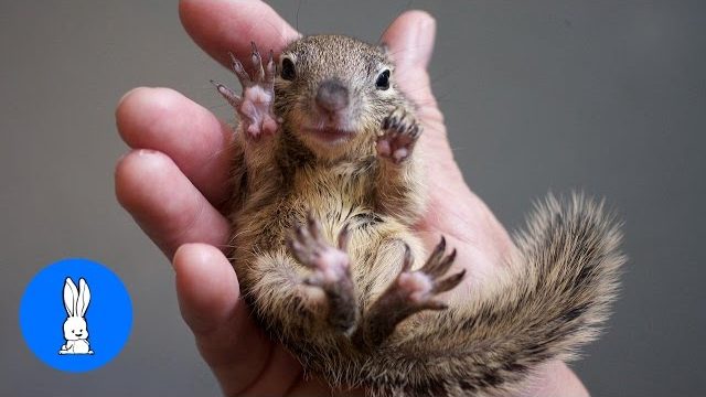Orava vauvat syö hasselpähkinöitä | VideoMan