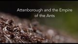 Documentaire de la BBC: Attenborough et l'Empire des fourmis
