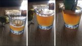 オウムはビールのグラスの中でジャンプ