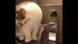 貓無法從水龍頭喝水