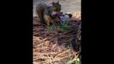 Ein Eichhörnchen Snickers essen