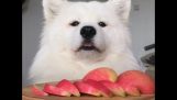 ASMR av en hund som äter äpplen