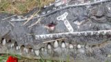 Robô Crocodilo: crocodilo reparado após acidente de viação